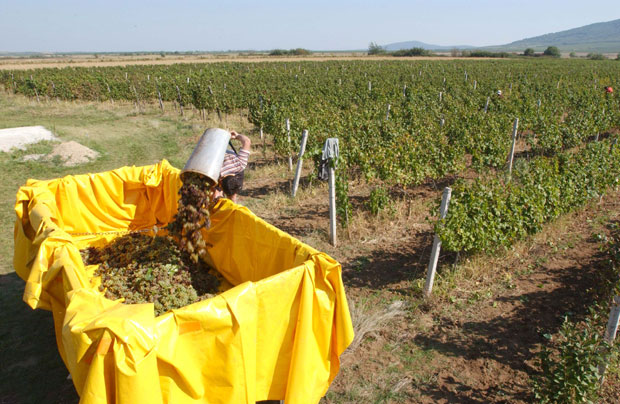 Вршац: „Виногради” чекају газду из стечаја