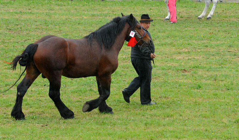Жабљак: Смотра најбољих приплодних коња 