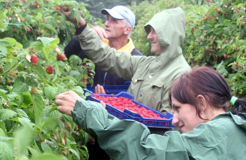 У малињацима 10.000 берача!