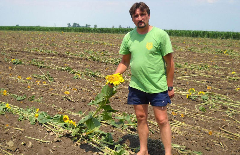 Комшија му сравнио летину да не би кварила његов сунцокрет!