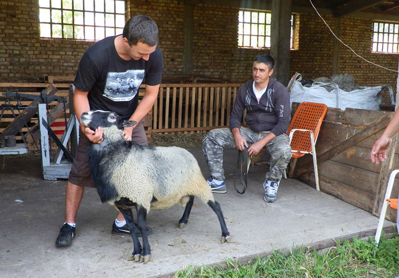 Царске овце у Србији