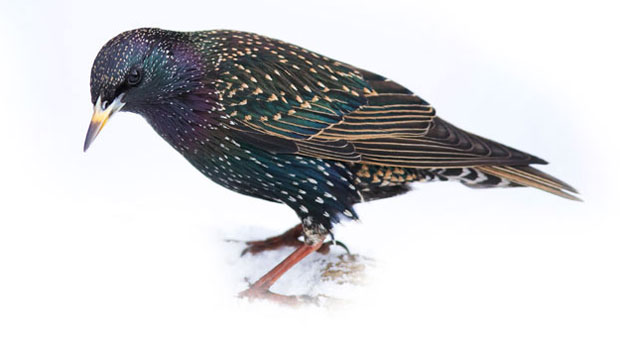 Чворци обрали 300 тона вишања