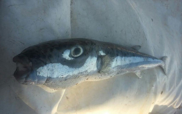 Код Будве уловљена веома отровна риба