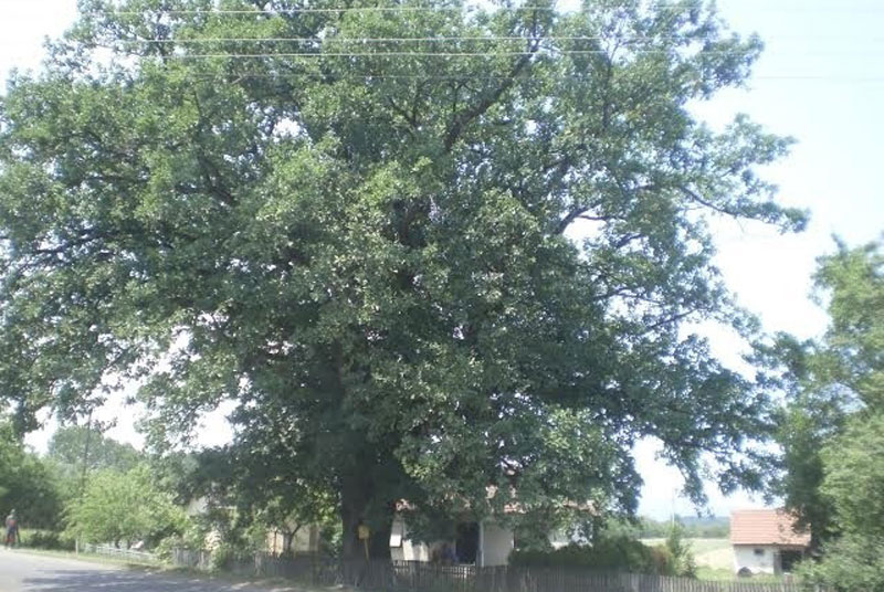 Храст стар најмање 300 година Миодрагу милији од земље