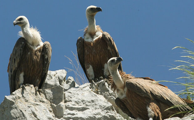 Истина о лешинарима: Колико и да ли су значајни?