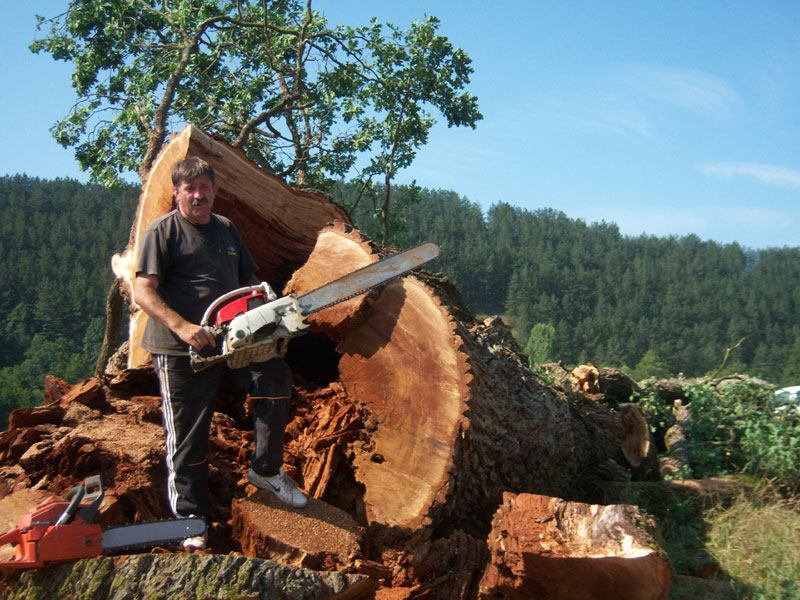 Храст пао у зору