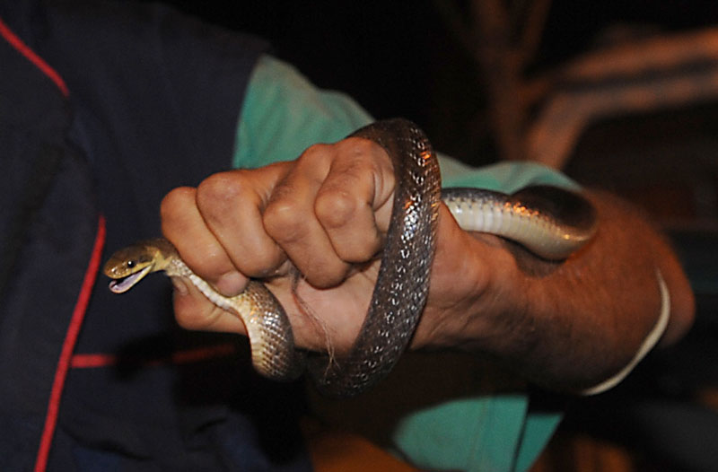 Старца ујео поскок