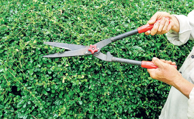 Редовно шишајте живу ограду 