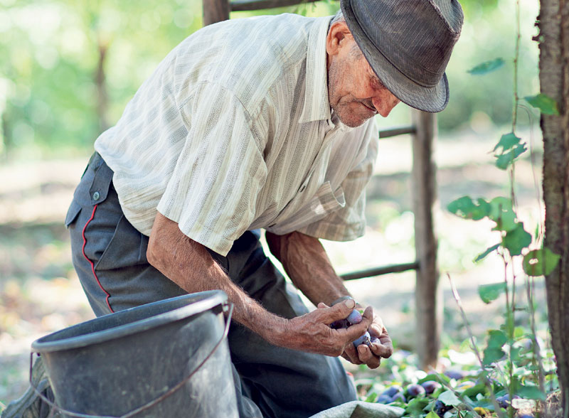 Зашто се изненадно суше воћке по Србији