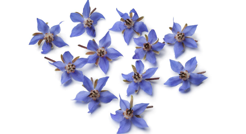 Волујско уво чува здравље