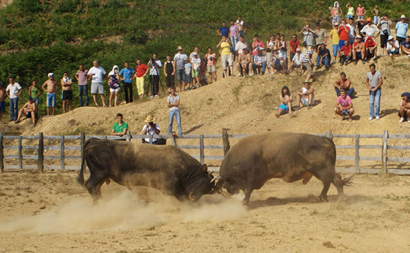 Зашто је забрањена корида на Грмечу