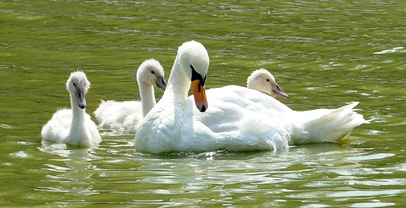 Иса и Биса са приновама