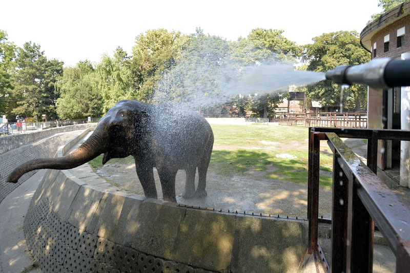 Зоо врт: Против врућина - тушевима и леденим посластицама