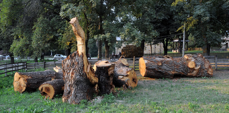 Као да храста никад није било