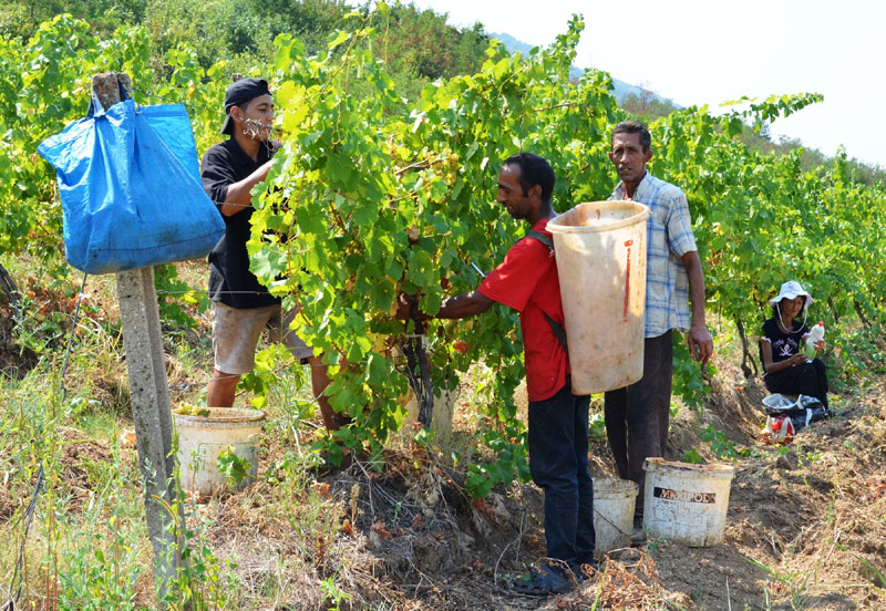 Вршачки виногради преживели