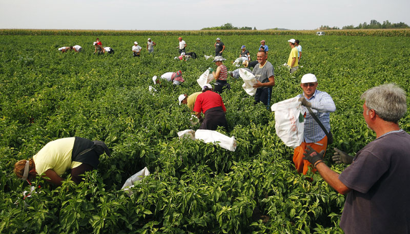 Паори се одричу ораница
