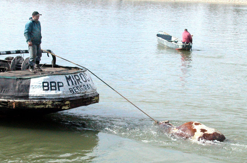 Цркотине труле у двориштима
