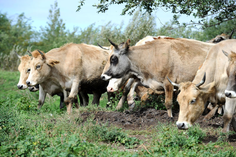 Гружа: Због превараната и без крава и без пара