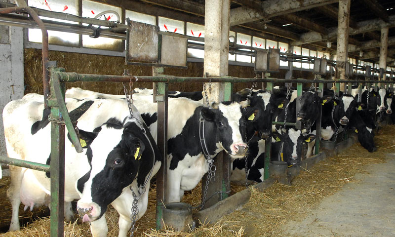 Цепиво о трошку сточара
