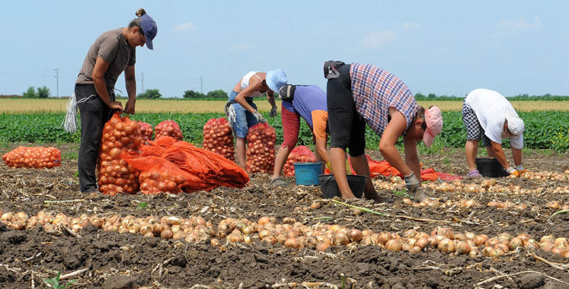 Суша преполовила род кромпира