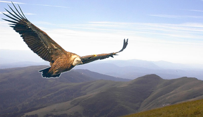 Повратак белоглавог супа на Стару планину