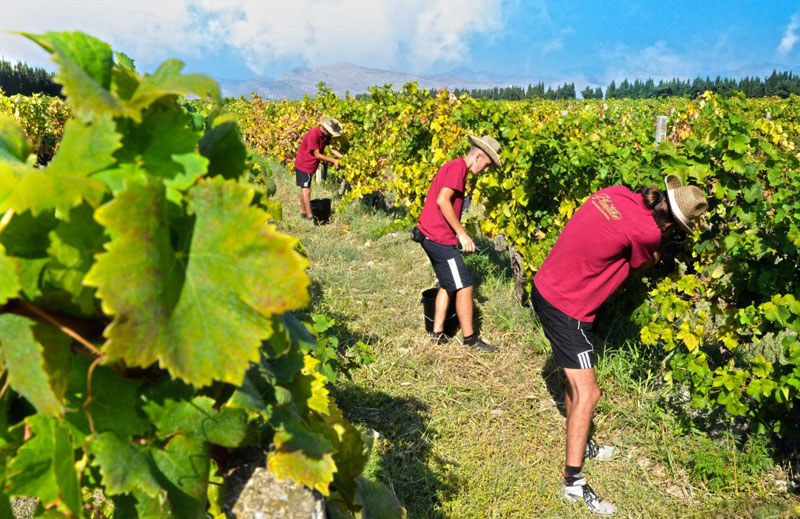 Тражили 700 берача дошло 34!