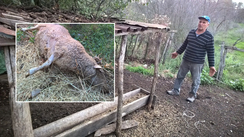 Завршио на суду бранећи своје овце