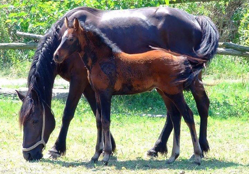 Мирна старост на лепом брду