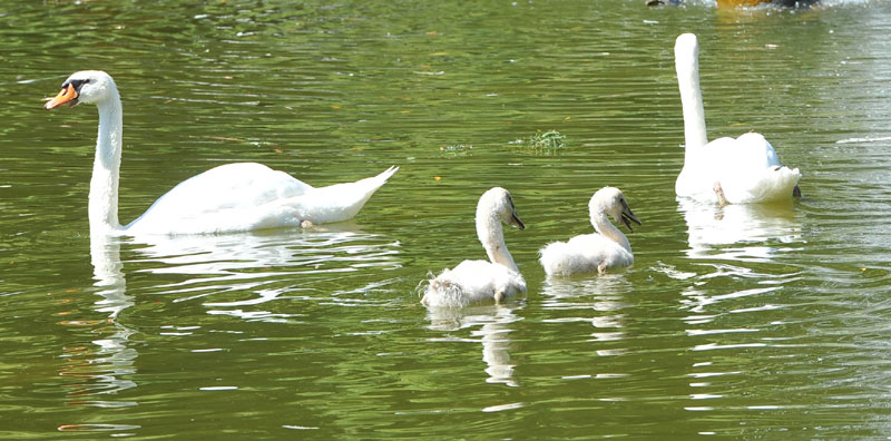 Лабудовима крила очупале калифорнијске корњаче