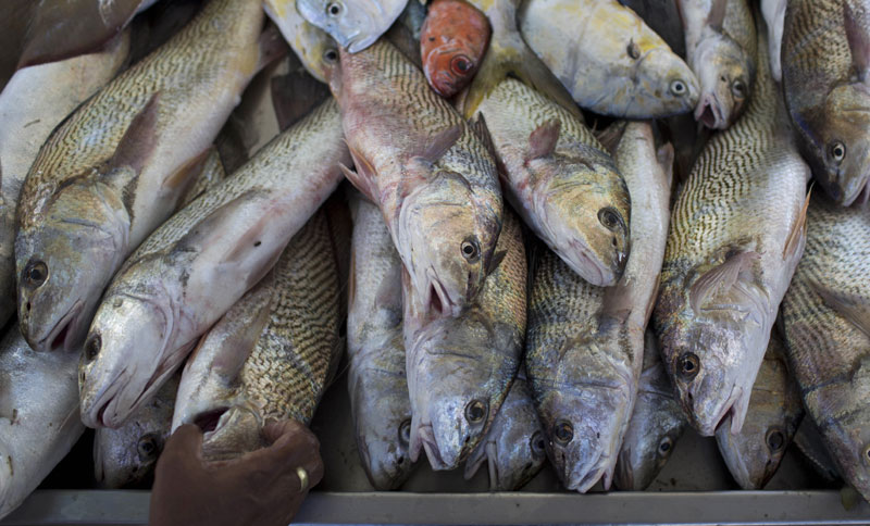 ТУЖНА СТАТИСТИКА: Преполовљен број морских животиња
