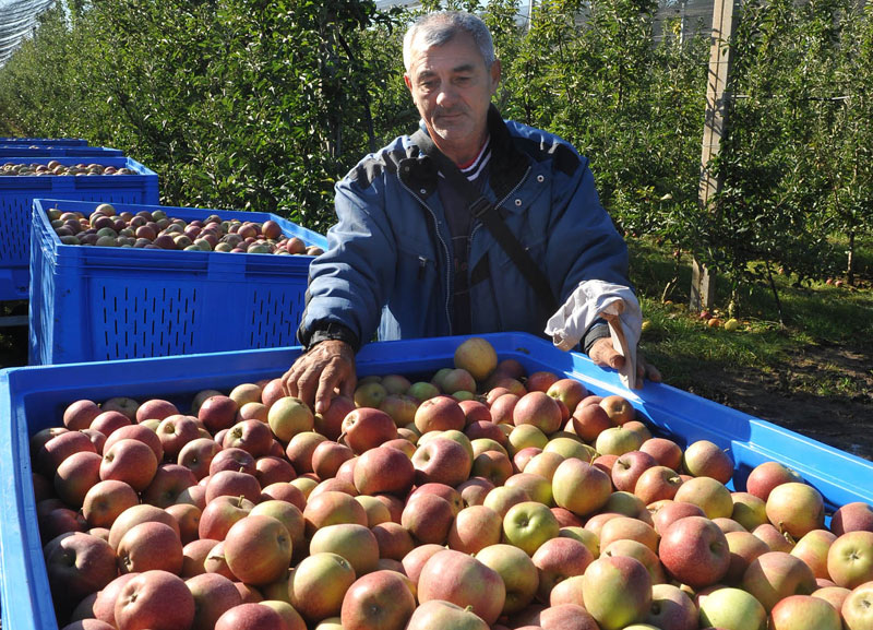 Руси би српски делишес