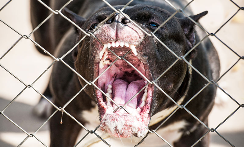 Борбе паса на салашу јавна тајна