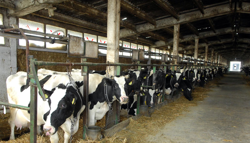 Српски млекари пред банкротом!