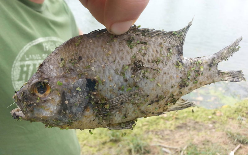 Пиране стигле у Тамиш?