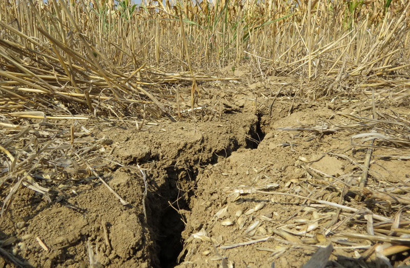 Суша у Мачви обрала кукуруз