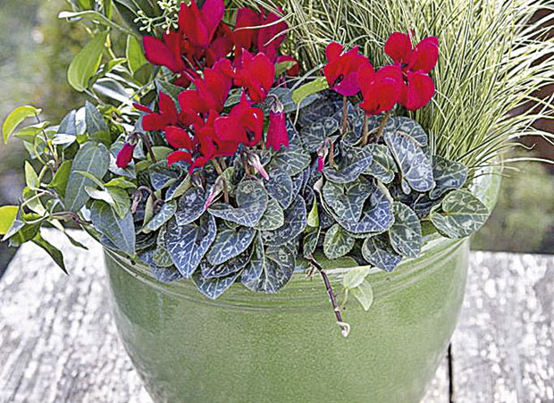 Цикламе, лишће и тиквице 