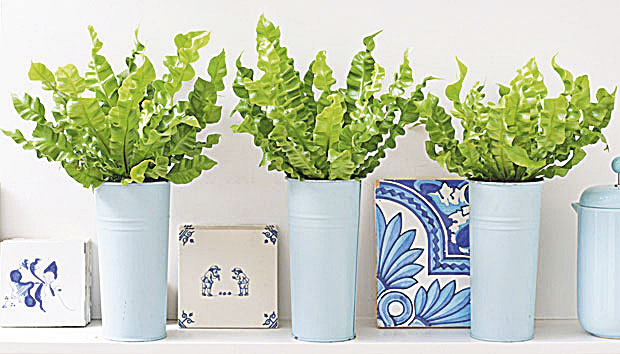 Папрат баш воли да се купа 