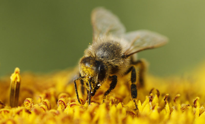 Пчеларство - од хобија до профитабилног занимања
