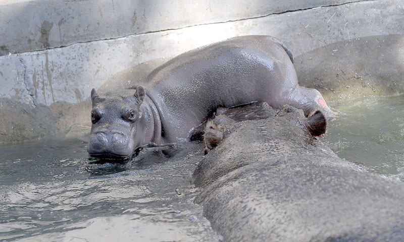 Бебa од 40 кила!