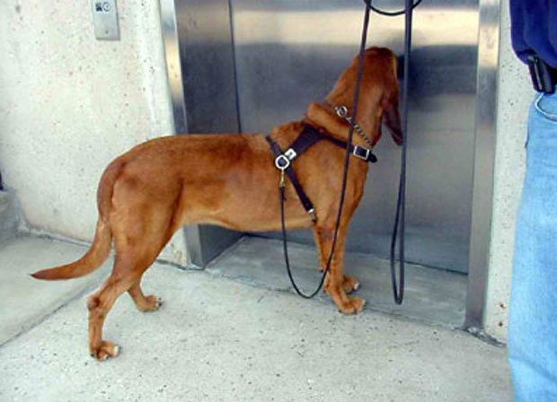 Пси могу само у празан лифт, казне и до 75.000 динара?