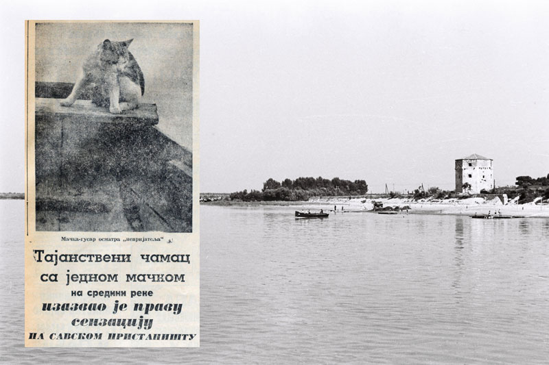 Београдске приче: Кад мачка крочи у десети живот