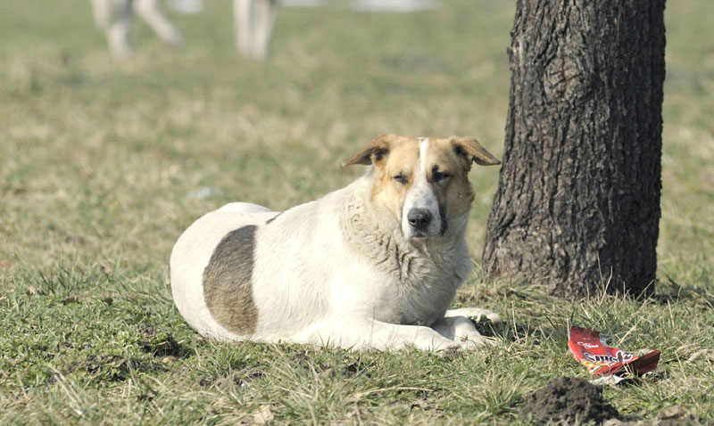 У напуштеној викендици у насељу Добановци: Пси нашли људске кости?