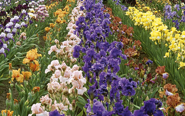 Ириси име добили по богињи дуге 