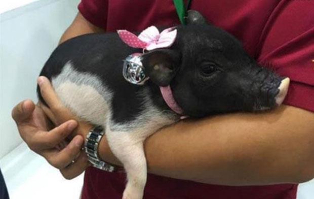 Прасићи сјајни кућни љубимци, али нису за свакога