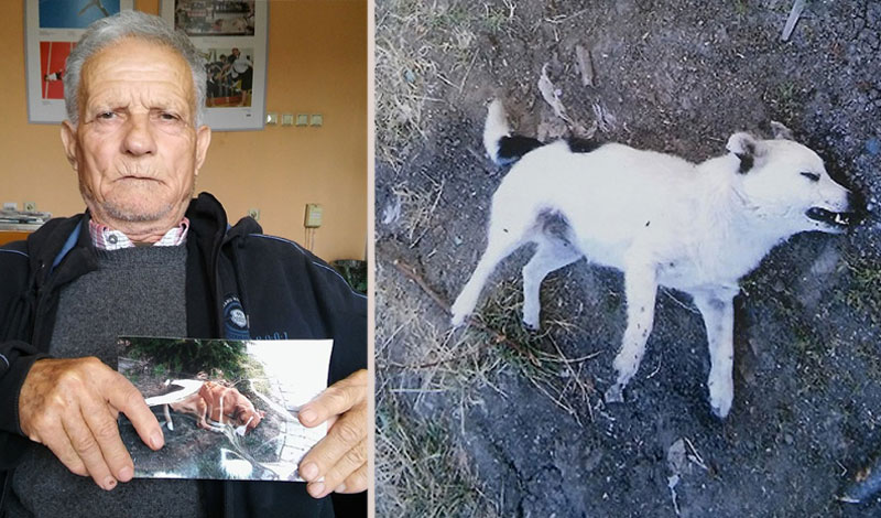 Грађани Рашке тврде: Комуналци псе трују па закопавају?