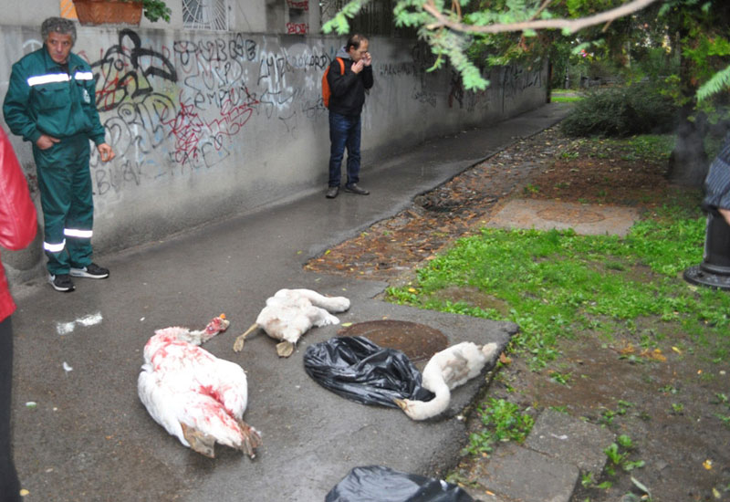 Пси луталице заклали Бису и лабудиће
