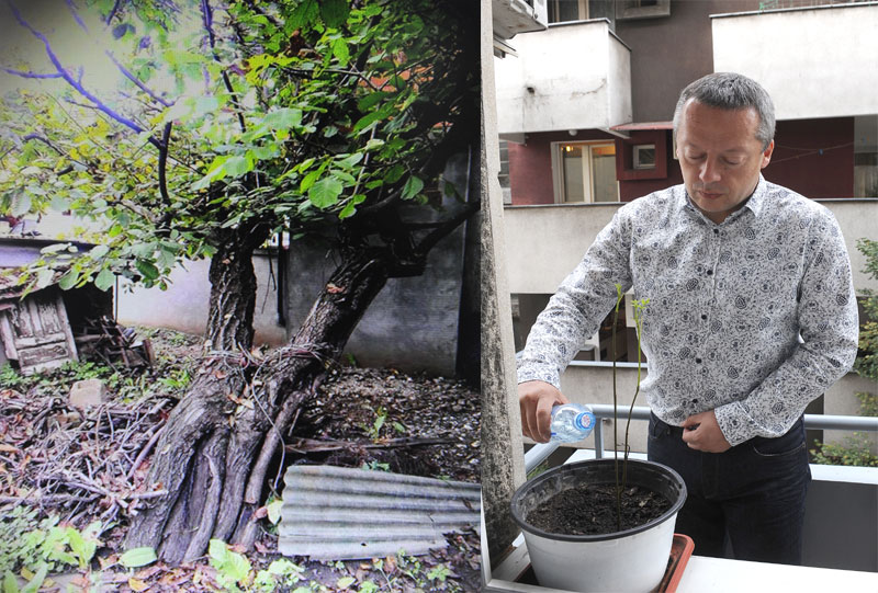 Београдске приче: Други живот кавкаског ораха