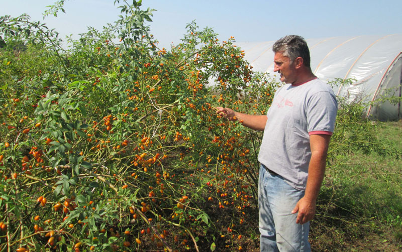 Уместо жита шипак, а од шипка ћар