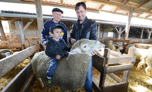 Наша овца као из Француске