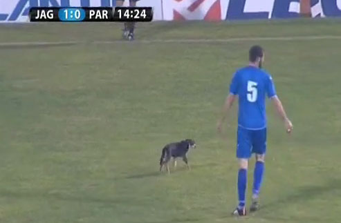 Пас прекинуо утакмицу Јагодине и Партизана